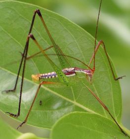 Dichopetala catinata male