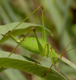 Dichopetala catinata female