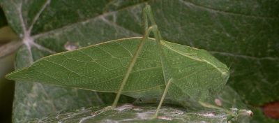 Microcentrum rhombifolium