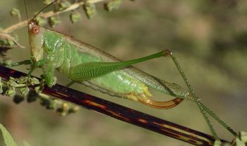 Orchelimum bullatum female