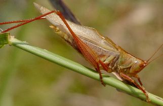 Orchelimum bullatum male