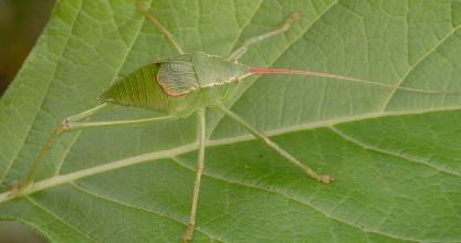 Paracyrtophyllus robustus nymph