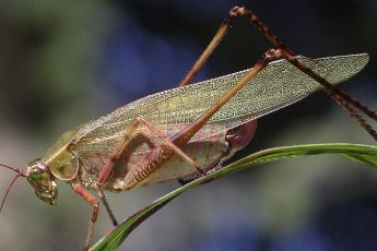 Green long legs & long antennae - Scudderia 