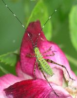 Green long legs & long antennae - Scudderia 