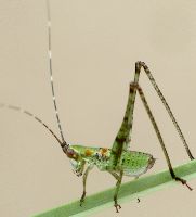 Scudderia furcata nymph early instar