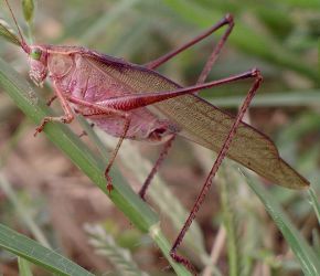 Green long legs & long antennae - Scudderia 