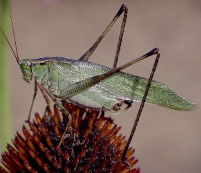Green long legs & long antennae - Scudderia 