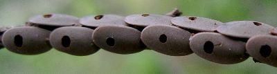 katydid eggs destroyed by predator